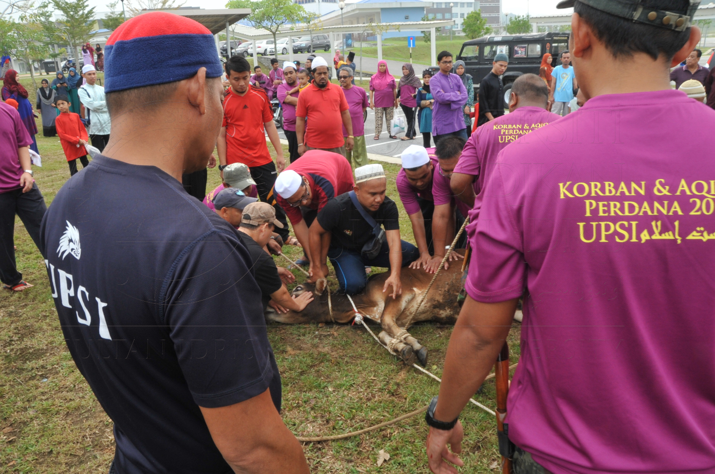 PRO15 150 KORBAN HAS 6730